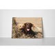 Cuplu Labrador - Tablou Canvas - 75x100 cm
