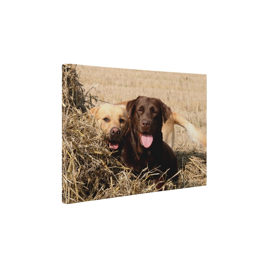 Cuplu Labrador - Tablou Canvas - 60x80 cm