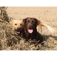 Cuplu Labrador - Tablou Canvas - 75x100 cm