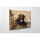 Cuplu Labrador - Tablou Canvas - 75x100 cm
