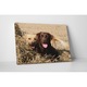 Cuplu Labrador - Tablou Canvas - 75x100 cm