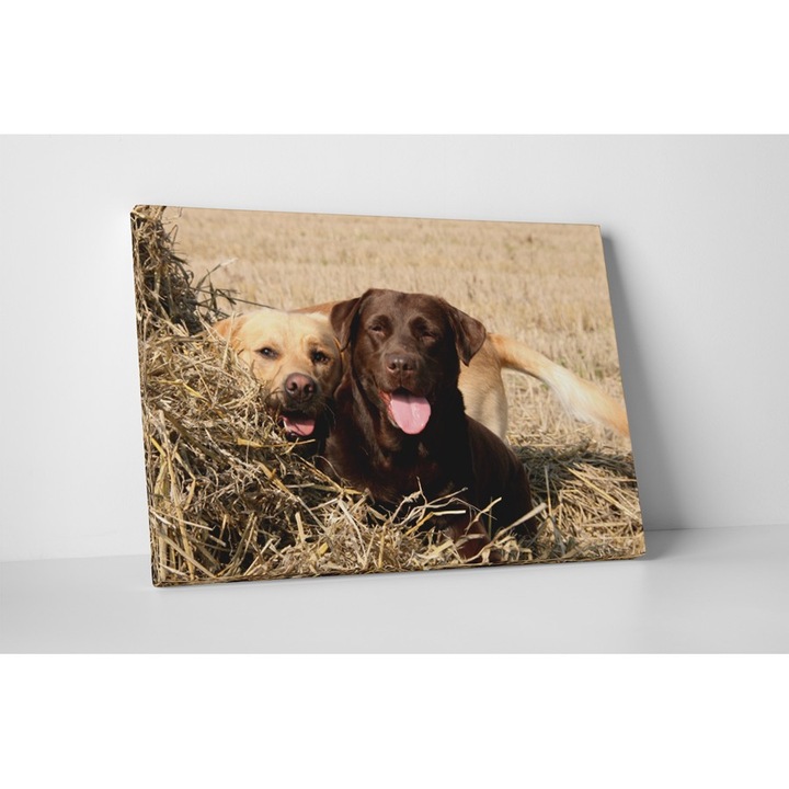 Cuplu Labrador - Tablou Canvas - 75x100 cm