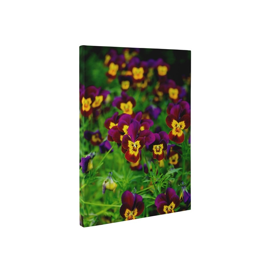 Panselute - Tablou Canvas - 45x60 cm