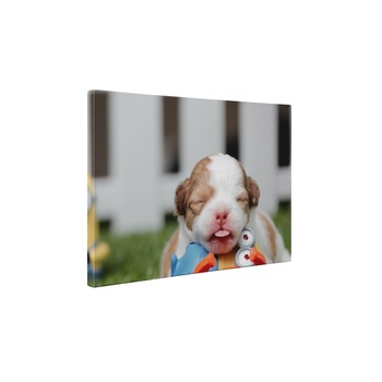 Pui de catelus - Tablou Canvas - 65x85 cm Pui de catelus - Tablou Canvas - 65x85 cm