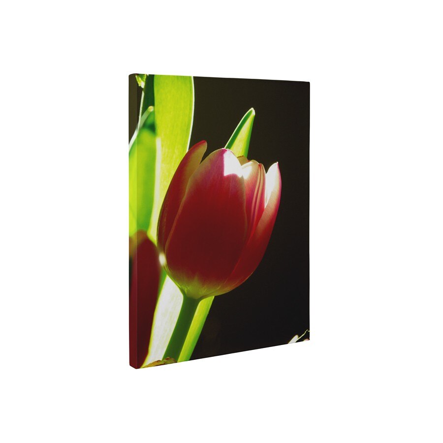 Lalea - Tablou Canvas - 45x60 cm