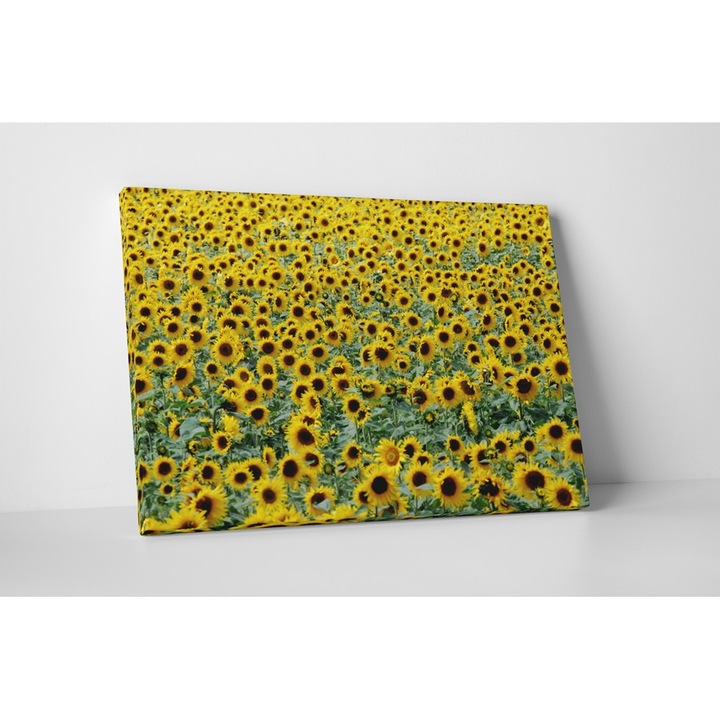 Camp invelit cu floarea soarelui - Tablou Canvas - 65x85 cm