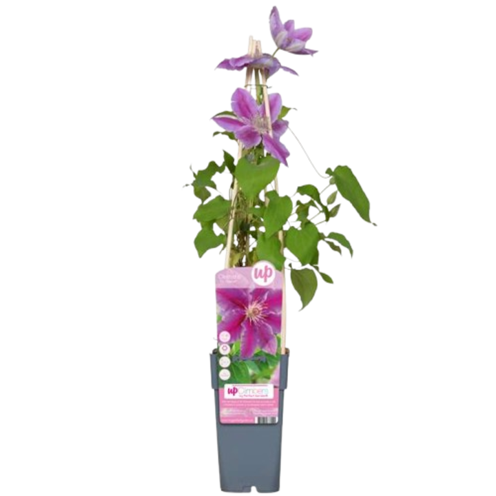 Planta Clemmatis dr ruppel 20 cm