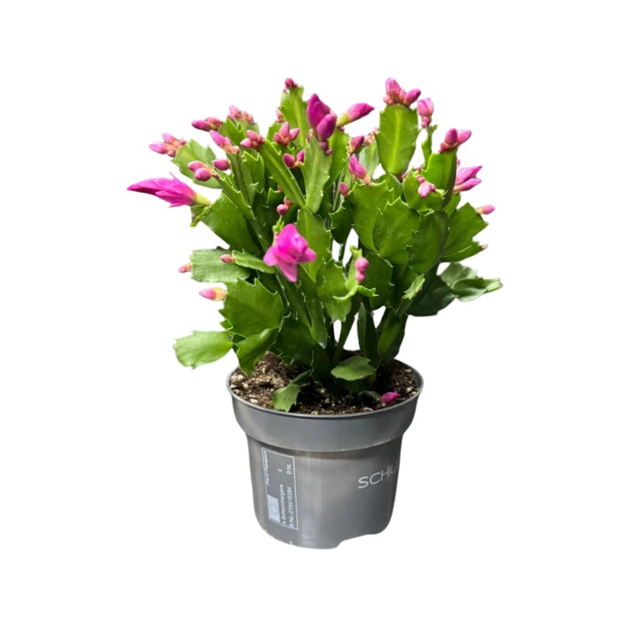Schlumbergera naturala inflorita - Cactus Craciunel, h30