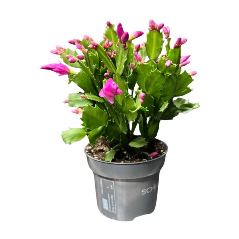 Schlumbergera naturala inflorita - Cactus Craciunel, h30 - eMAG.ro