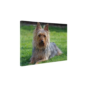 Caine in iarba - Tablou Canvas - 60x80 cm Caine in iarba - Tablou Canvas - 60x80 cm