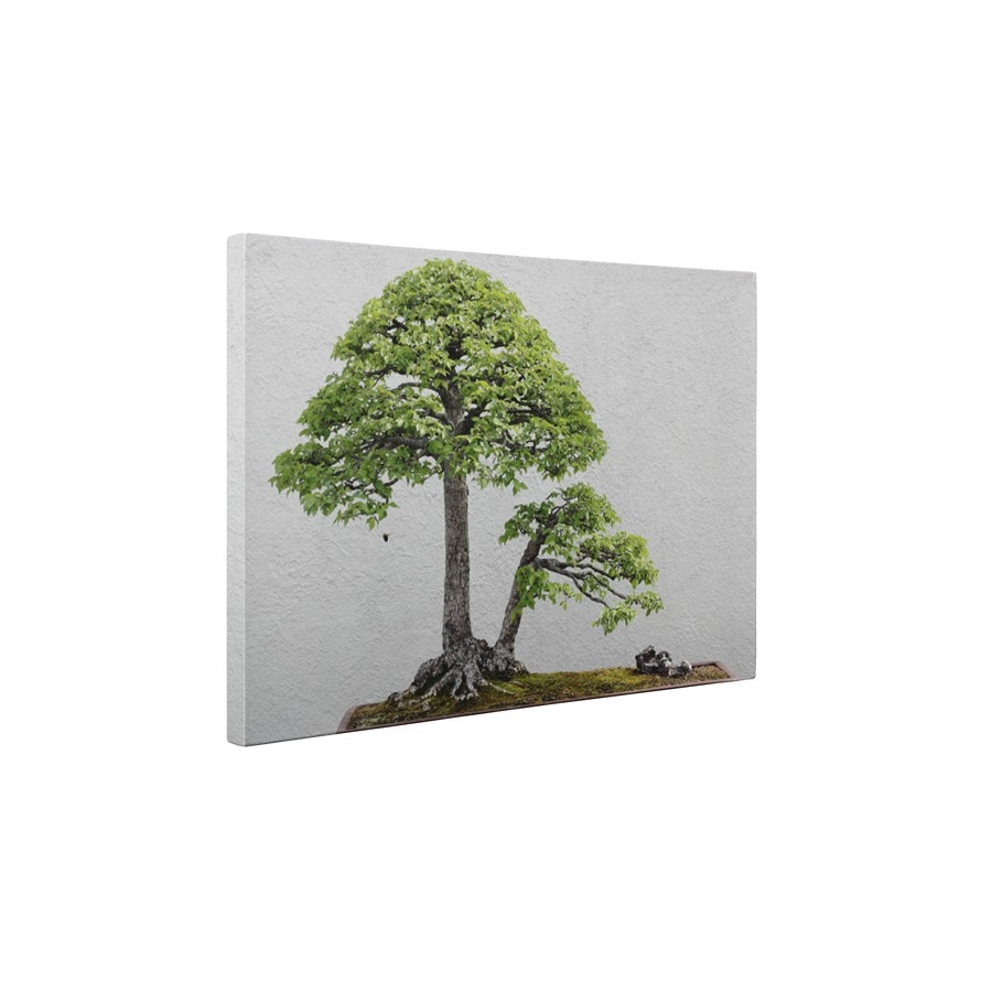 Bonsai ulm chinezesc - Tablou Canvas - 60x80 cm