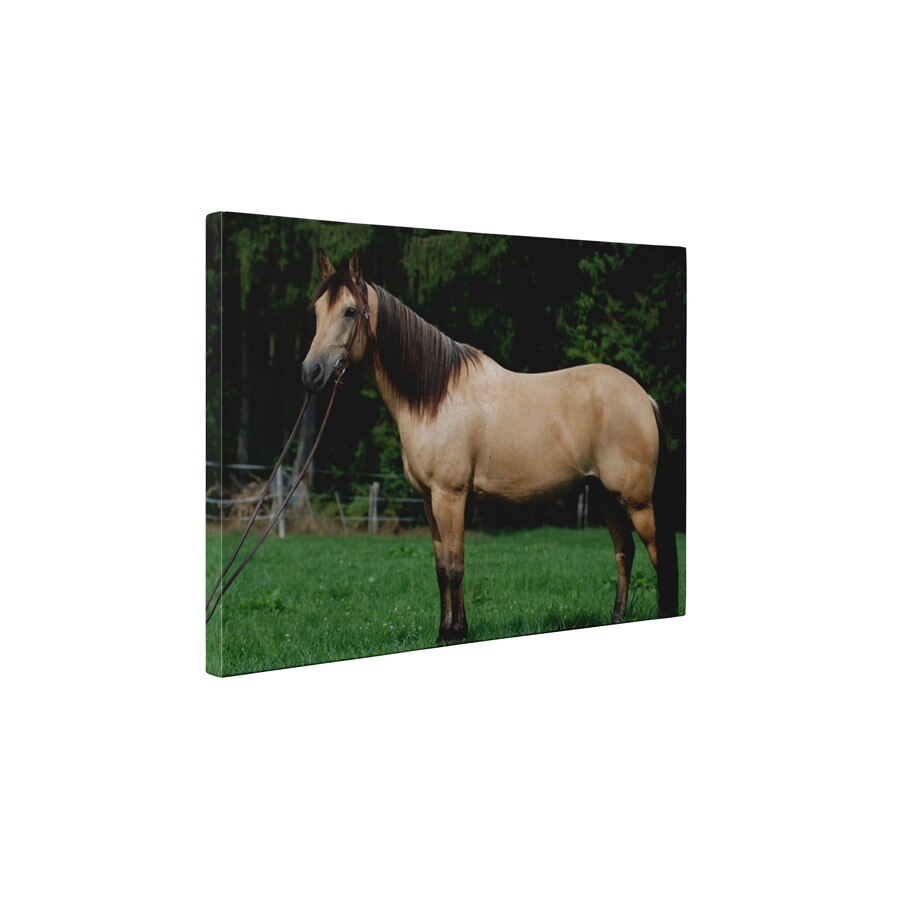 Armasarul mandru - Tablou Canvas - 60x80 cm