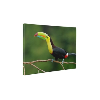 Tucan - Tablou Canvas - 60x80 cm Tucan - Tablou Canvas - 60x80 cm