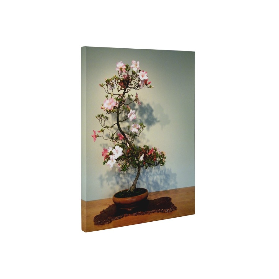 Bonsai inflorit - Tablou Canvas - 60x80 cm