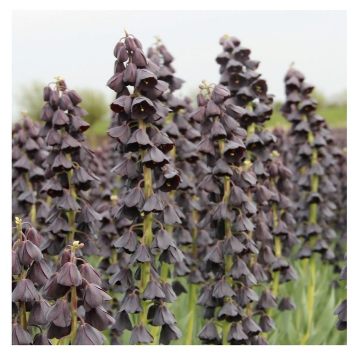 Bulbi Fritillaria Persica TWIN TOWER TRIBUITE, 1 buc, marime 20/22