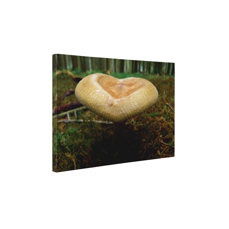 Ciuperca - Tablou Canvas - 60x80 cm