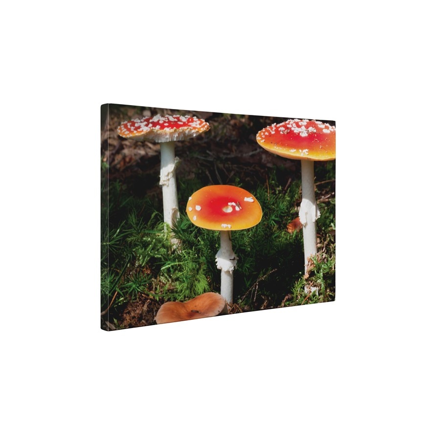 Ciuperci - Tablou Canvas - 60x80 cm