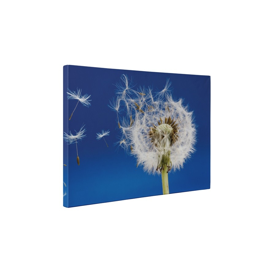 Papadia vara - Tablou Canvas - 60x75 cm