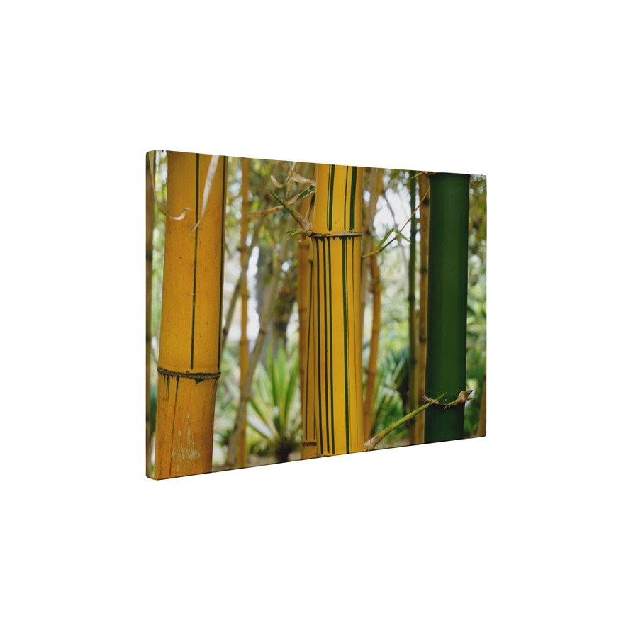 Bambus cu dungi - Tablou Canvas - 60x75 cm