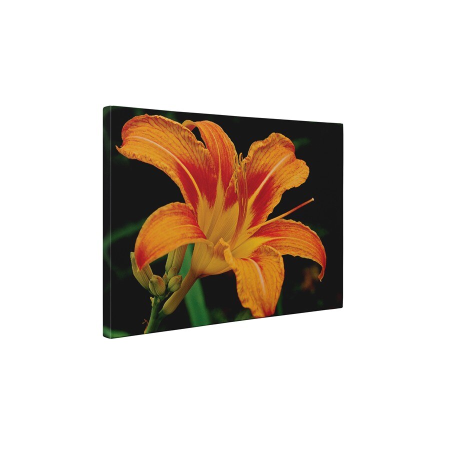 Crinul portocaliu - Tablou Canvas - 45x60 cm