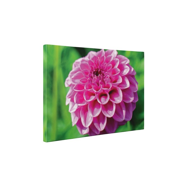 Dalia - Tablou Canvas - 45x60 cm