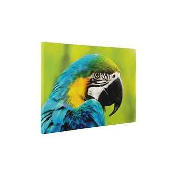 Ara albastru si galben - Tablou Canvas - 75x100 cm Ara albastru si galben - Tablou Canvas - 75x100 cm