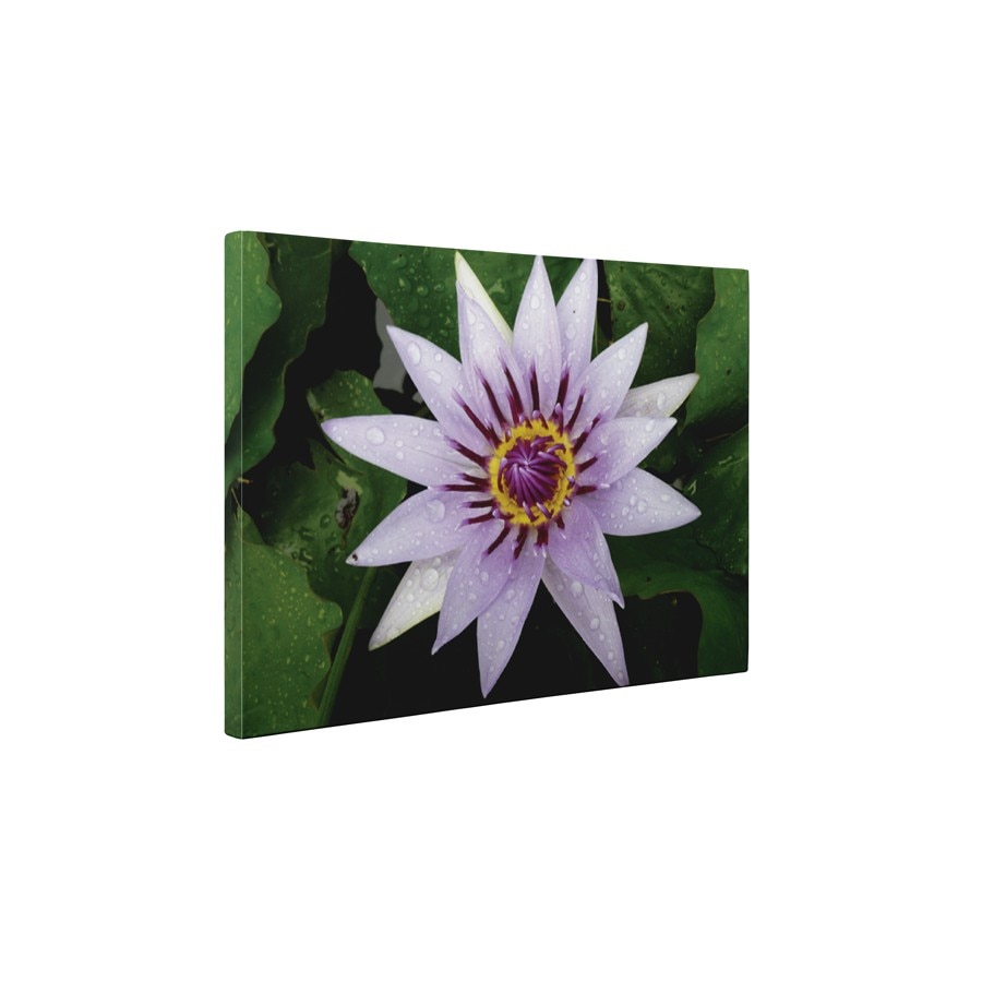 Nufar mov - Tablou Canvas - 60x75 cm