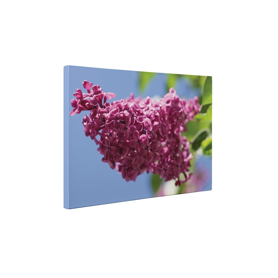 Liliacul mov - Tablou Canvas - 45x60 cm