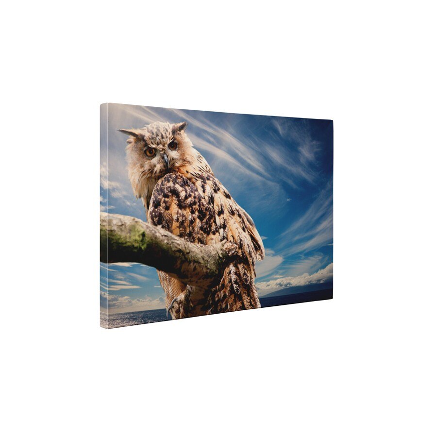 Bufnita - Tablou Canvas - 45x60 cm