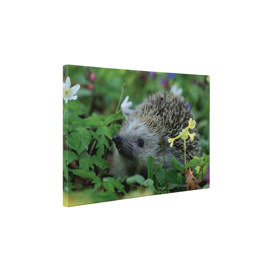 Arici - Tablou Canvas - 60x75 cm