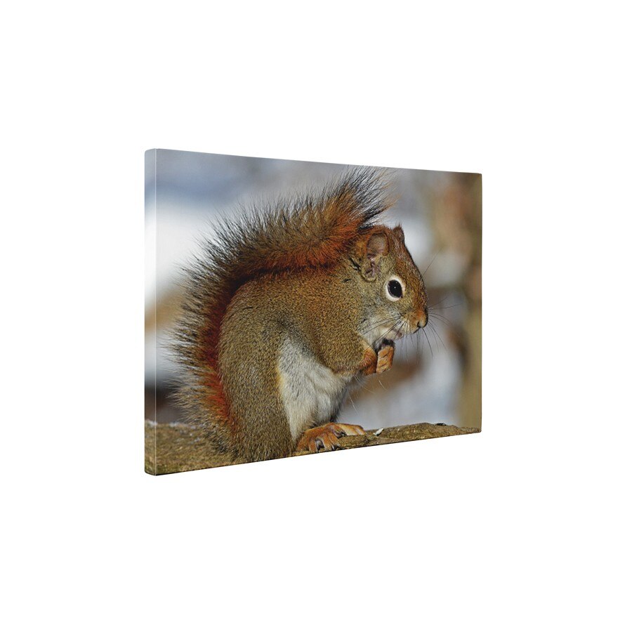 Veverita - Tablou Canvas - 85x110 cm