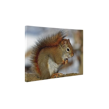 Veverita - Tablou Canvas - 60x80 cm Veverita - Tablou Canvas - 60x80 cm