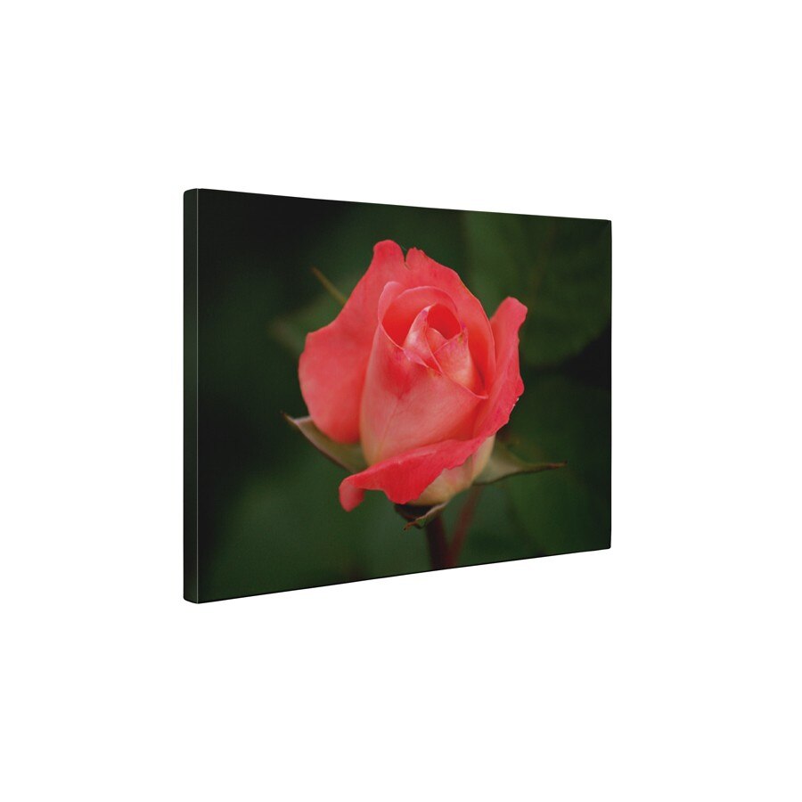 Trandafir - Tablou Canvas - 95x125 cm
