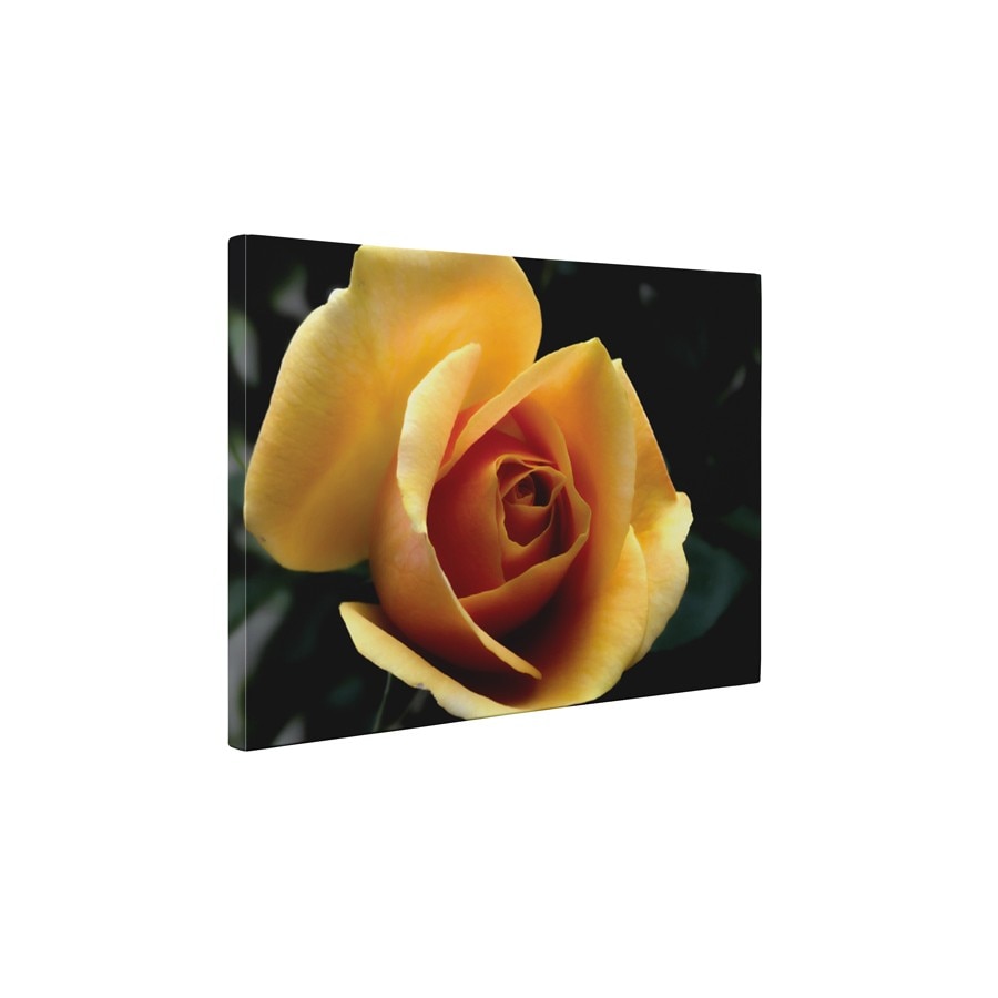 Trandafir galben - Tablou Canvas - 60x75 cm