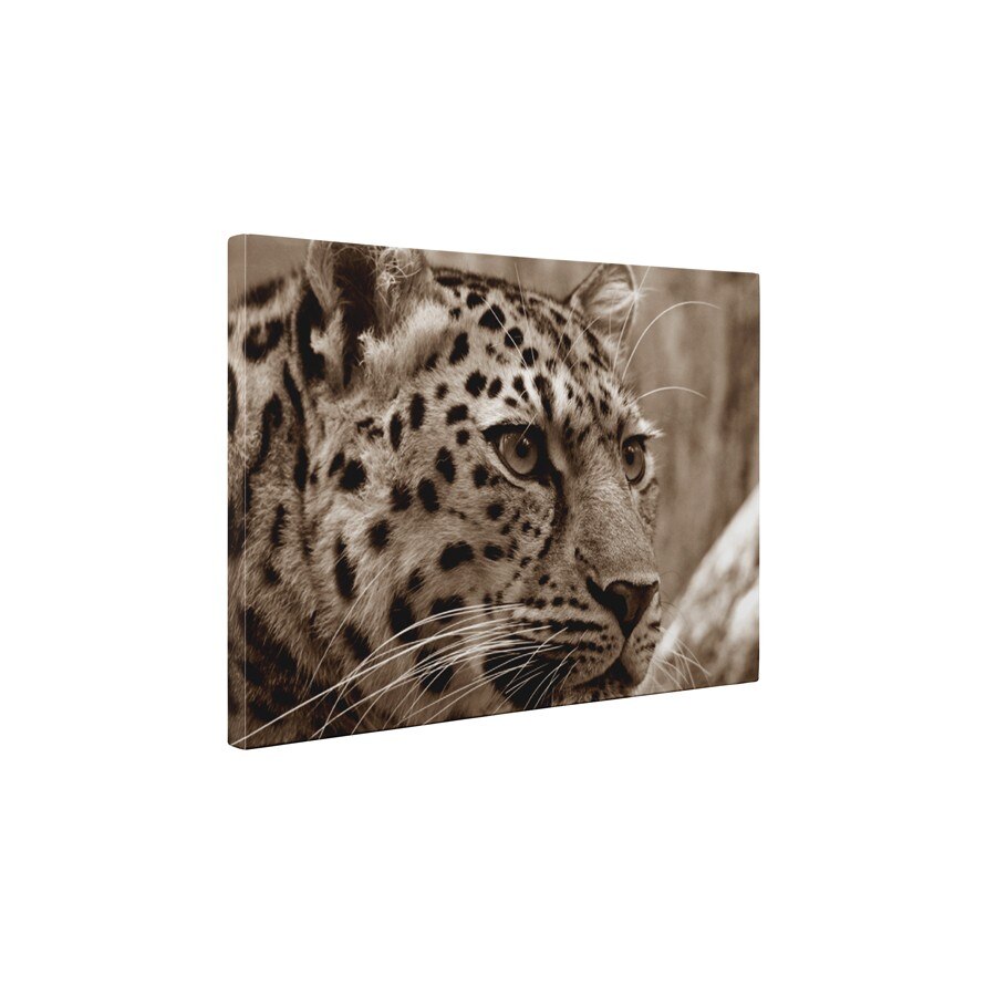 Pantera - Tablou Canvas - 35x45 cm