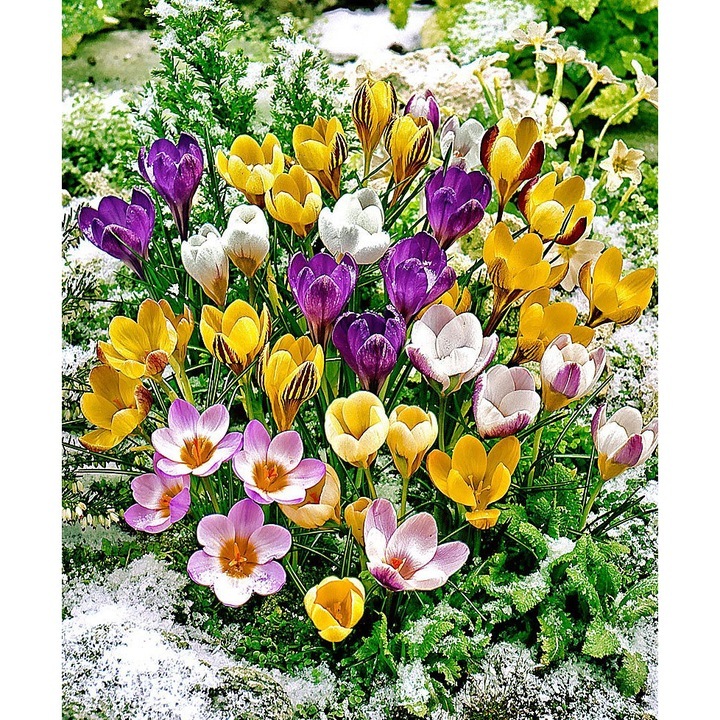 Bulbi de Branduse Mix - Crocus Calitate Premium 30Buc