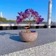Bonsai természetes ametisztkristályokkal, „Pénzfa” elnevezéssel, hagyományos Feng Shui szimbólum, lila
