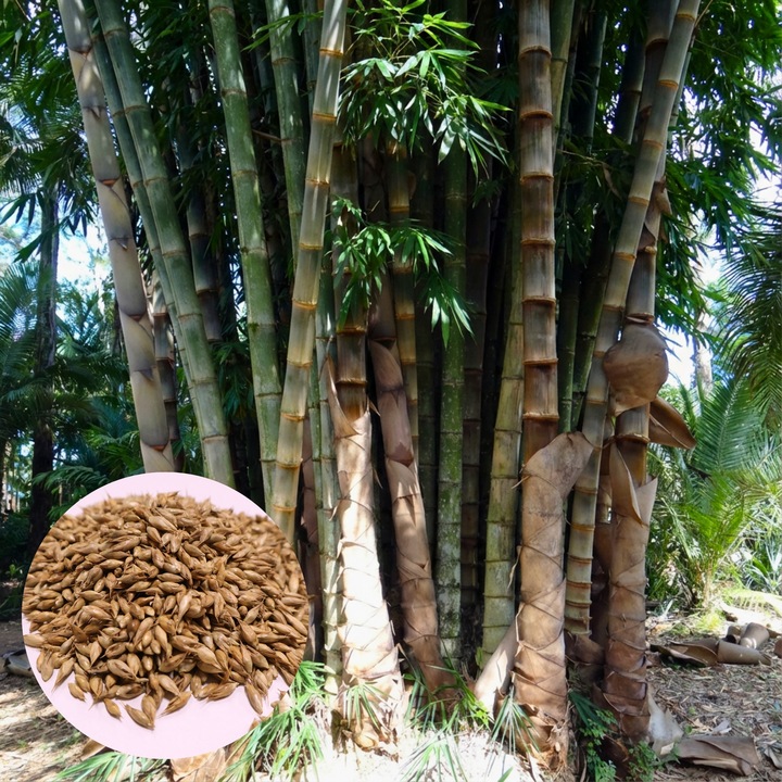 Seminte Bambus Urias Dendrocalamus Sericeus, 50 seminte