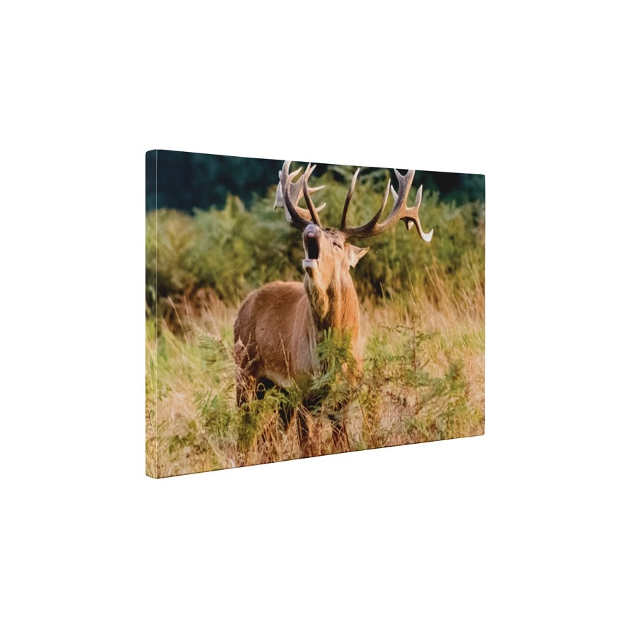 Cerbul singuratic - Tablou Canvas - 60x80 cm