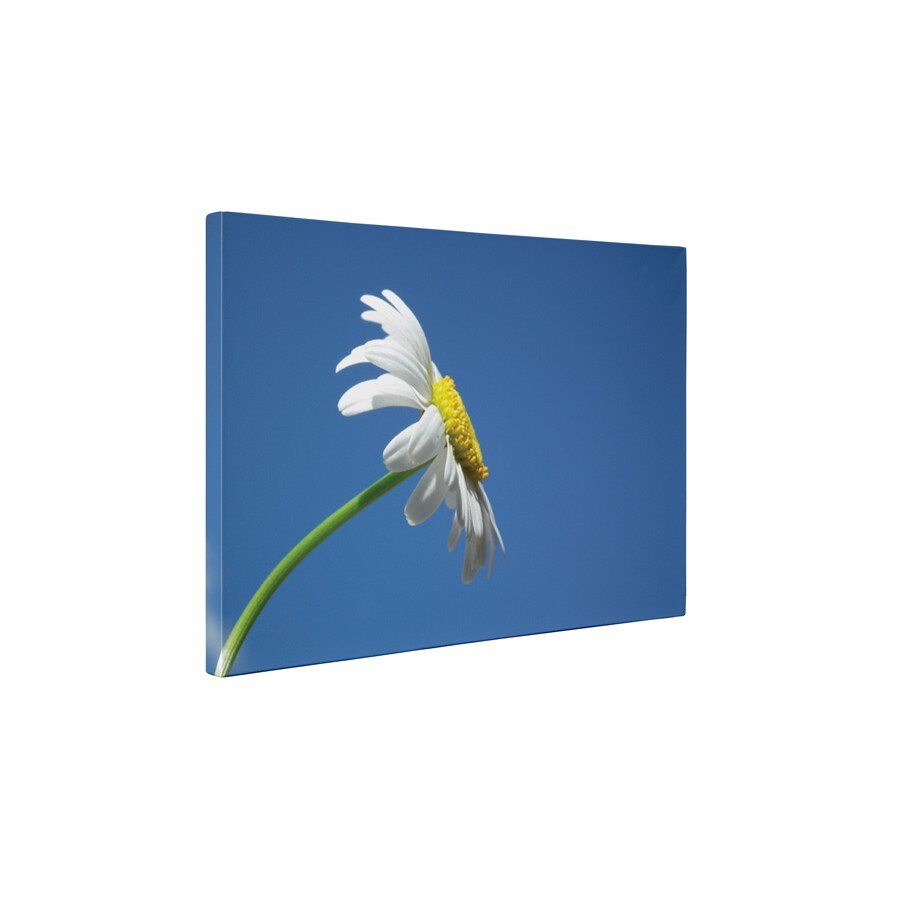 Musetel singuratic - Tablou Canvas - 45x60 cm