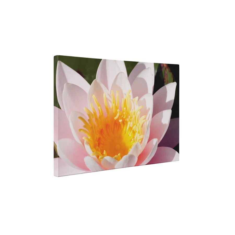 Frumoasa dalie - Tablou Canvas - 95x125 cm