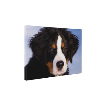 Ciobanesc australian - Tablou Canvas - 80x105 cm Ciobanesc australian - Tablou Canvas - 80x105 cm