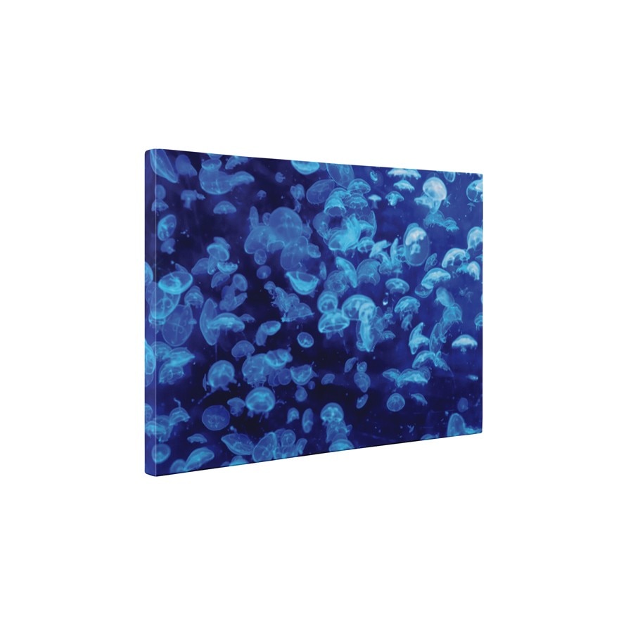 Meduze albastre - Tablou Canvas - 60x80 cm