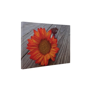 O gerbera - Tablou Canvas - 85x110 cm O gerbera - Tablou Canvas - 85x110 cm