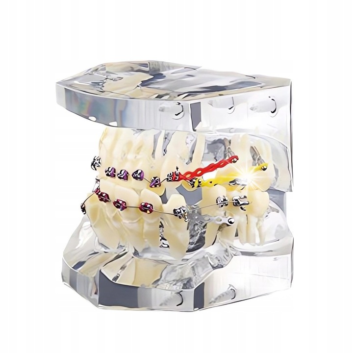 Model madibula, Verk Group, replica realista, aparat ortodontic, 6,5x6,5x7,5cm