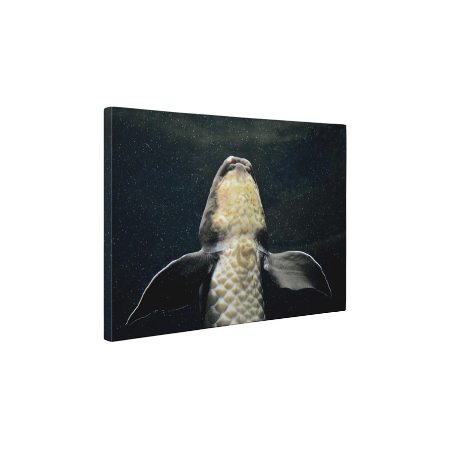 Crap - Tablou Canvas - 45x60 cm