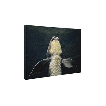 Crap - Tablou Canvas - 60x80 cm Crap - Tablou Canvas - 60x80 cm