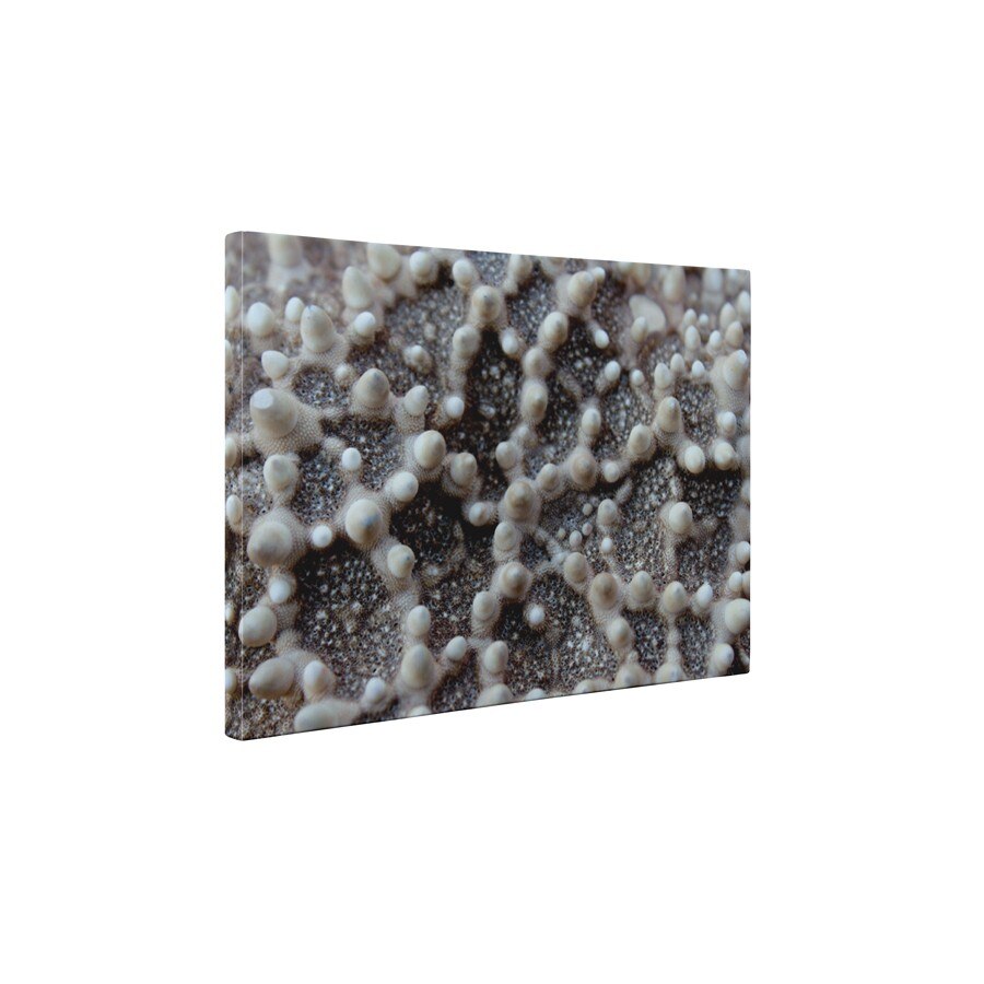 Stea de mare - Tablou Canvas - 60x75 cm