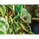 Chameleon - Tablou Canvas - 60x75 cm