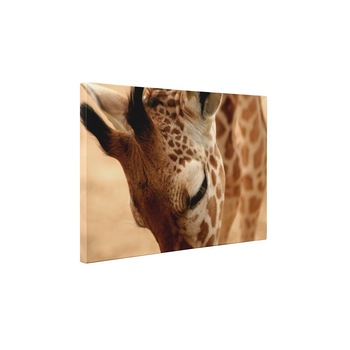 Girafa - Tablou Canvas - 80x105 cm Girafa - Tablou Canvas - 80x105 cm